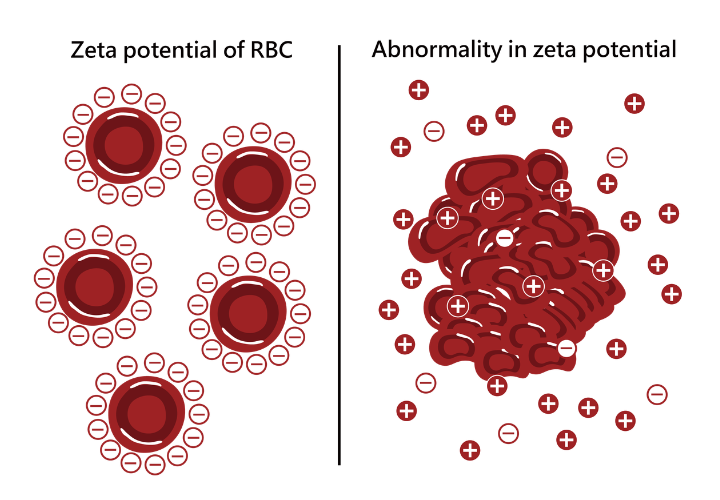 RBC Zeta potential